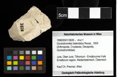 Foto (Objekt + Etiketten) von Goniodromites bidentatus (Reuss, 1859) 